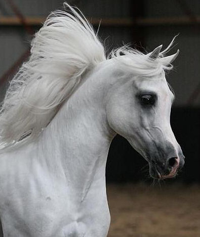 siwy koń/grey horse