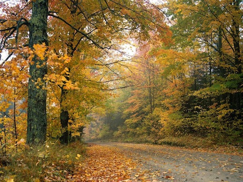 autumn avenue autumn avenue