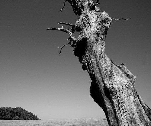 dead-tree2